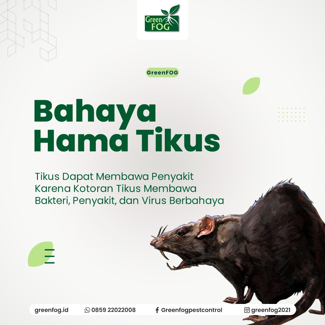Tikus Sipembawa malapetaka